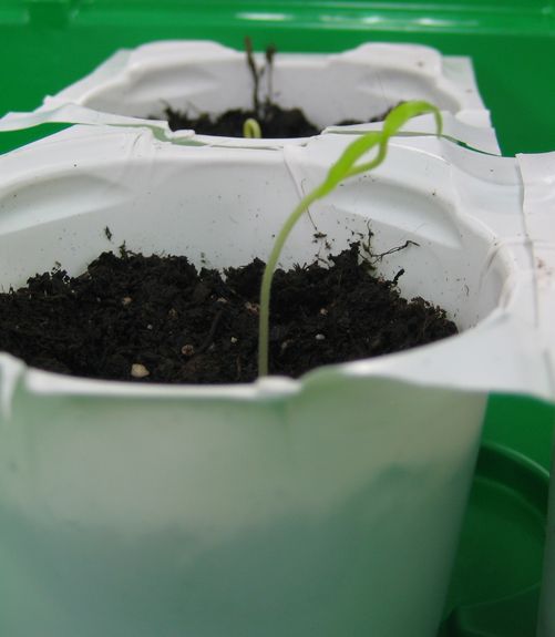 Chili 002_.jpg