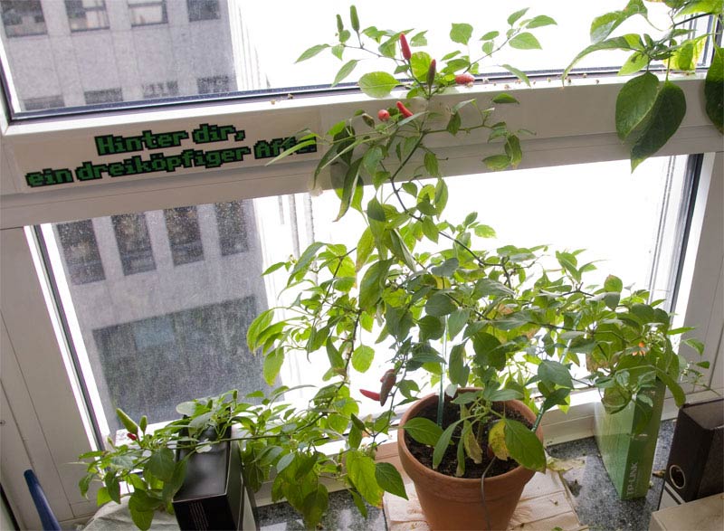 chili-1_.jpg