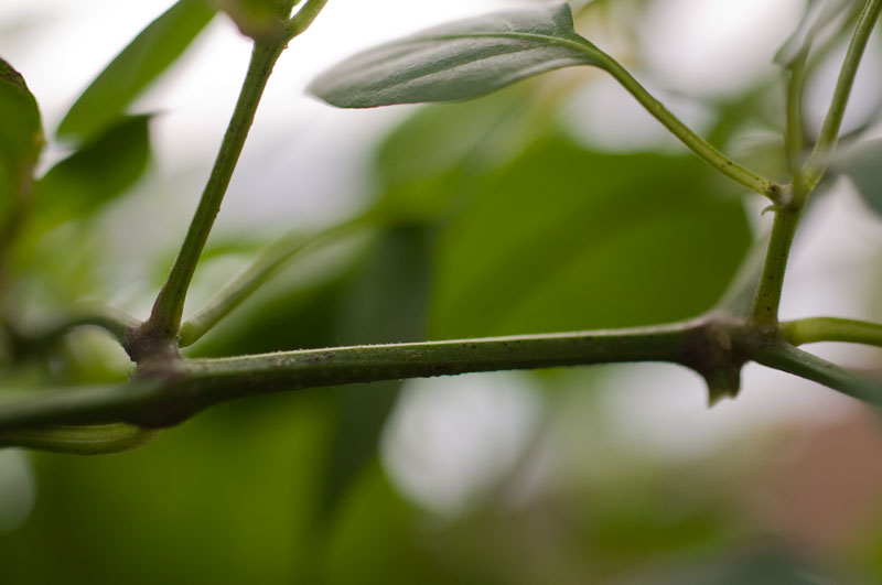chili-5.jpg