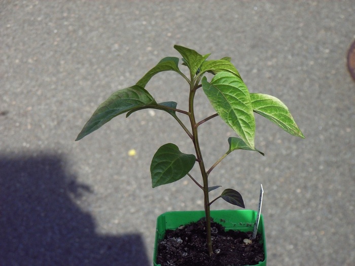 Chili geköpft 1a.jpg