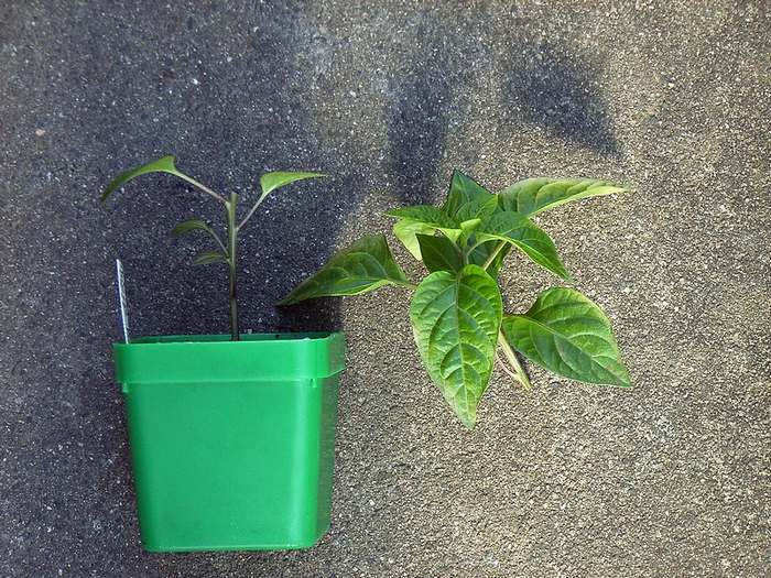 Chili geköpft 2a.jpg