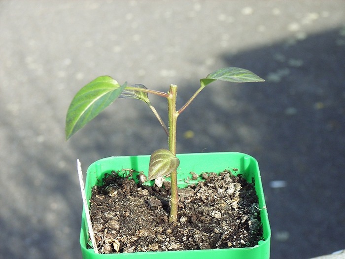 Chili geköpft 3a.jpg