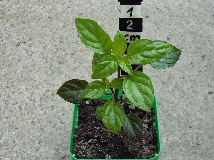 Chili geköpft Kopfteil 1.jpg