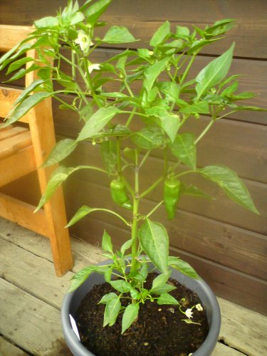 chili.jpg
