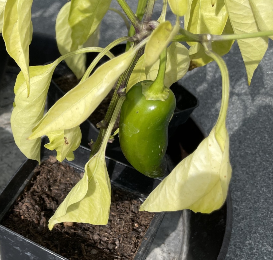 chili.jpg