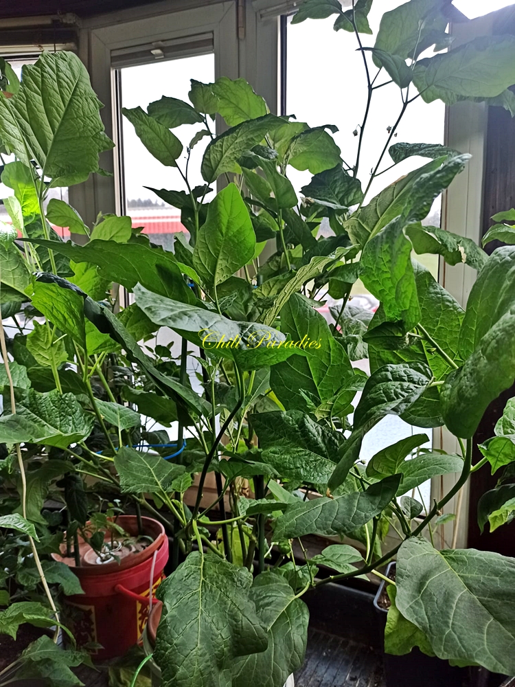 Chili Paradies13.jpg