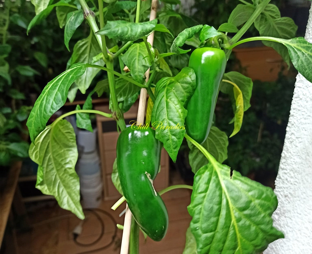 Chili Paradies7.jpg