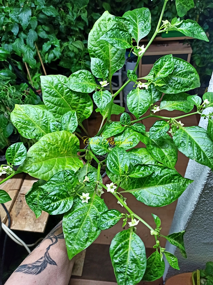 Chili Paradies8.jpg