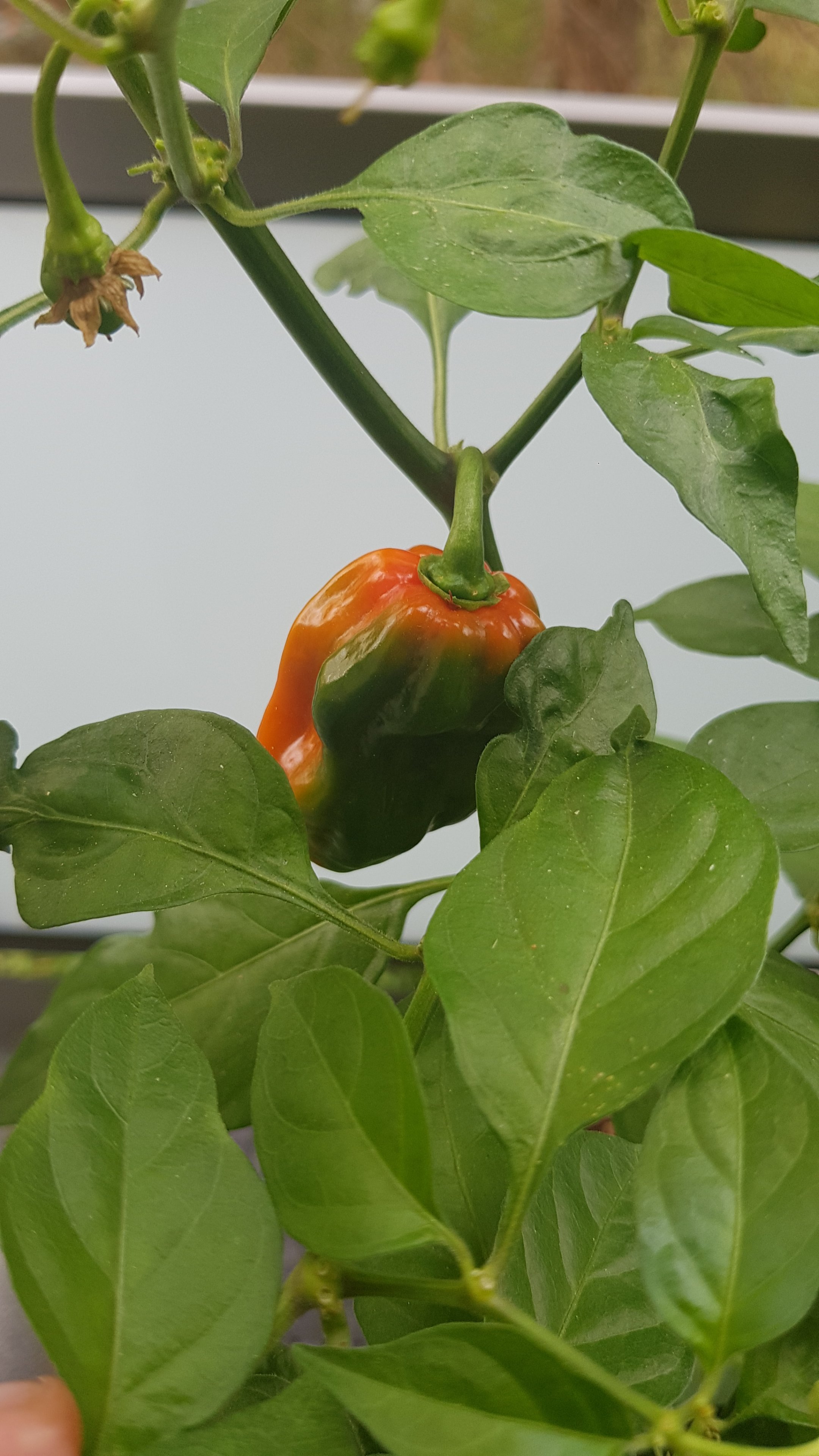 Chili Reift.jpg
