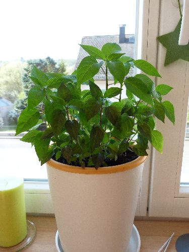 Chili002.jpg