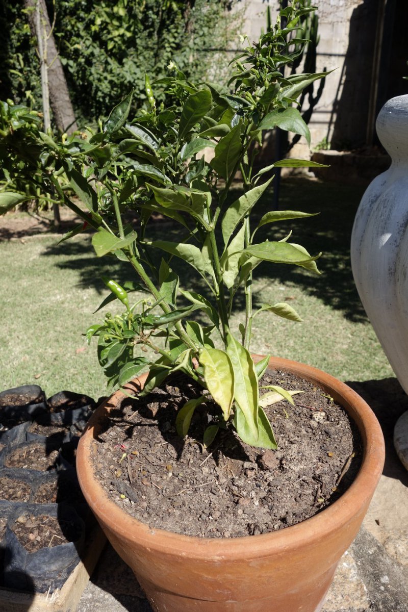 Chili02.jpg