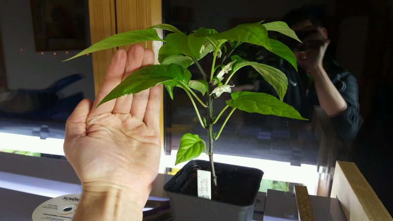 Chili1.jpg