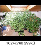 chili33kpp.jpg