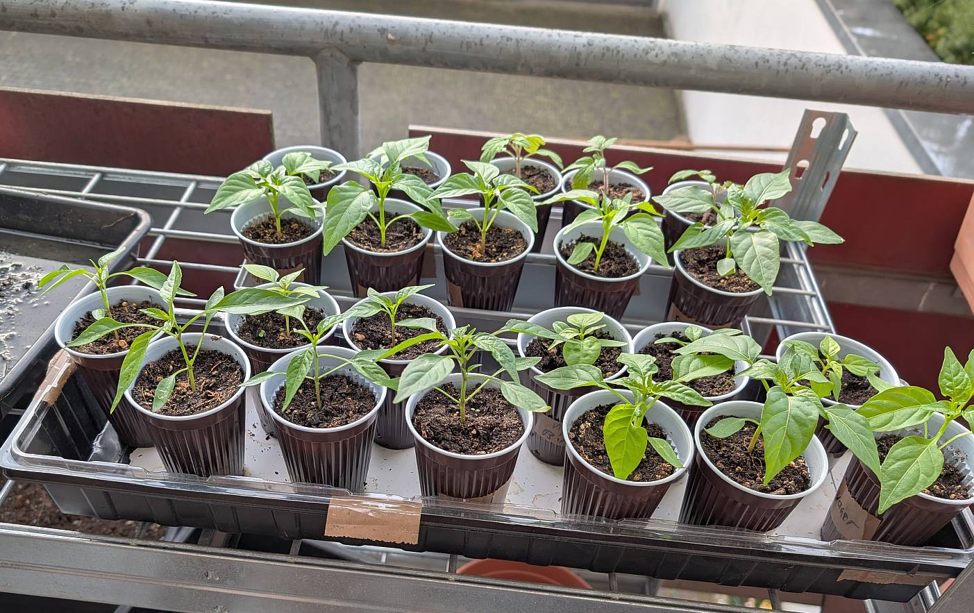 chili_22032025.jpg