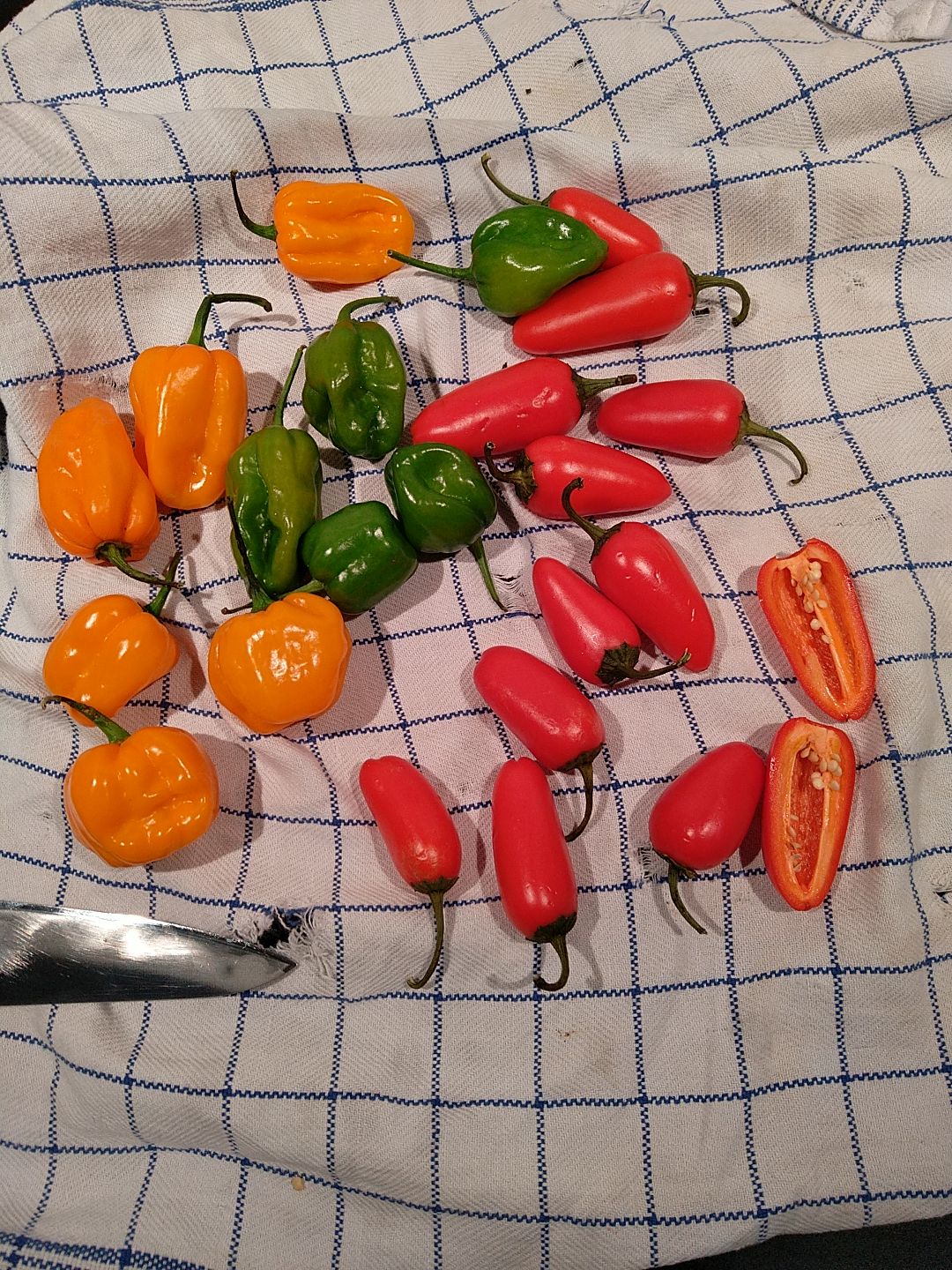 chili_gekauft_29022024.jpg