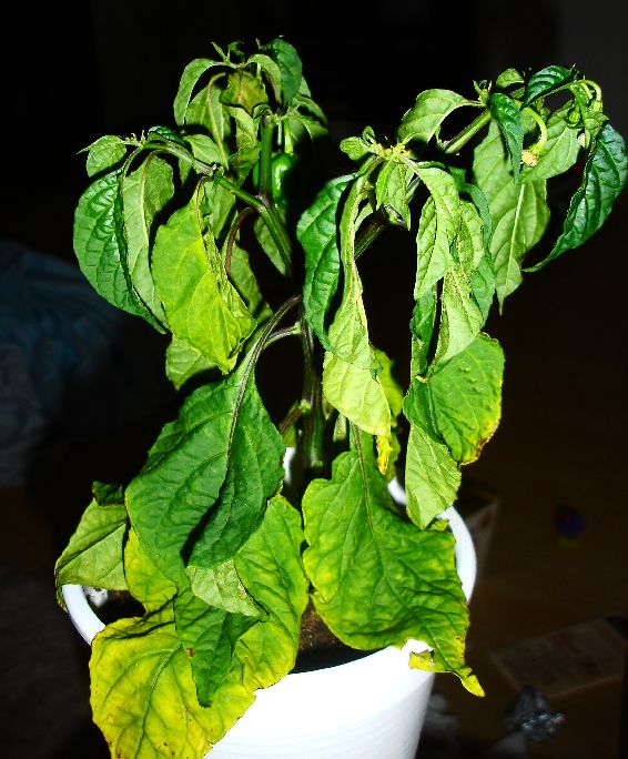 chili_krank 014.JPG