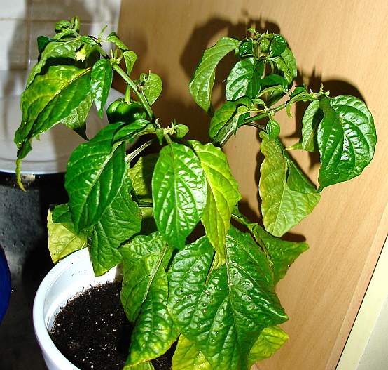 chili_krank 3 020.jpg