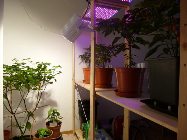 Chiliecke_20121230.JPG