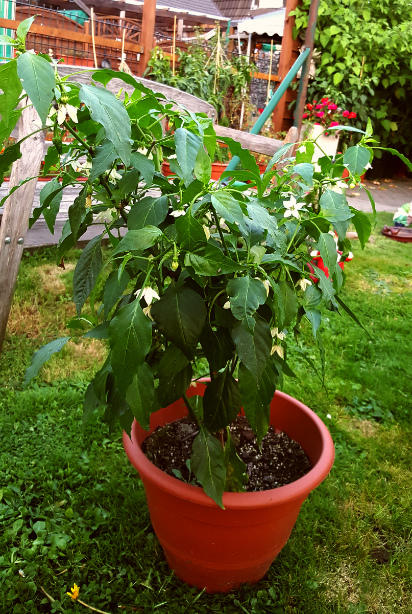 chiliklein.png