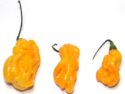 ChiliMix-Habanero-20160114.JPG