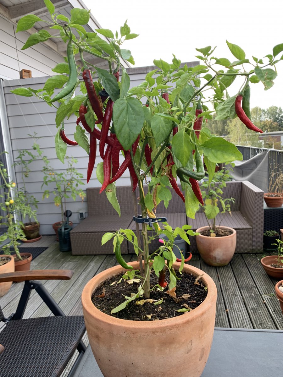 Chilipflanze.jpg