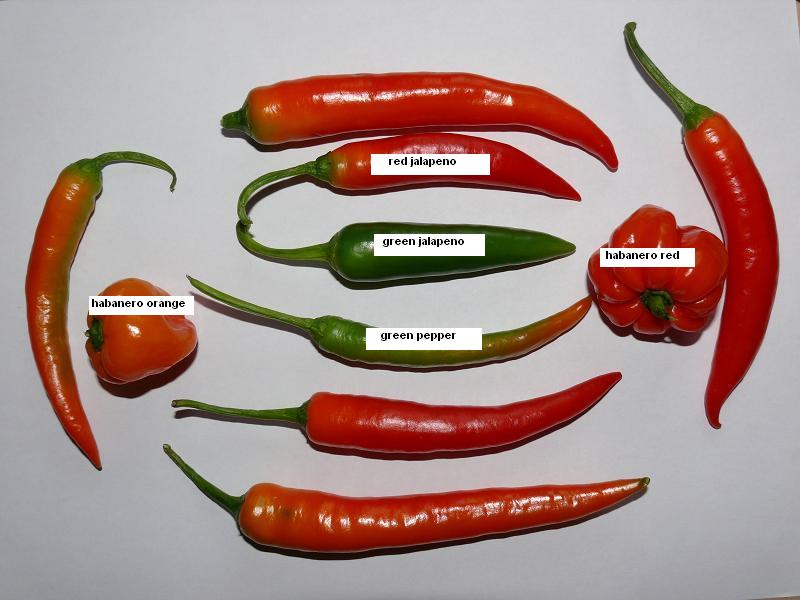 chilis 1.JPG