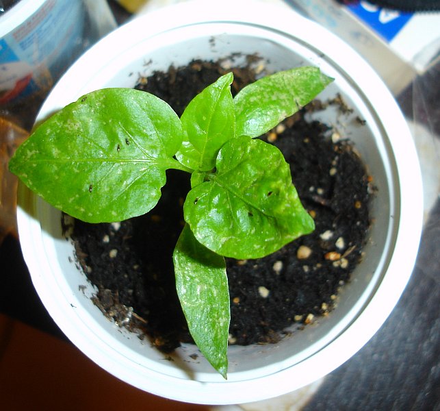 Chilis usw 003.jpg