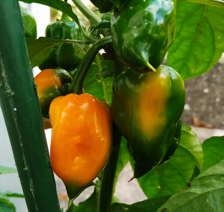 Chilis0922.jpg