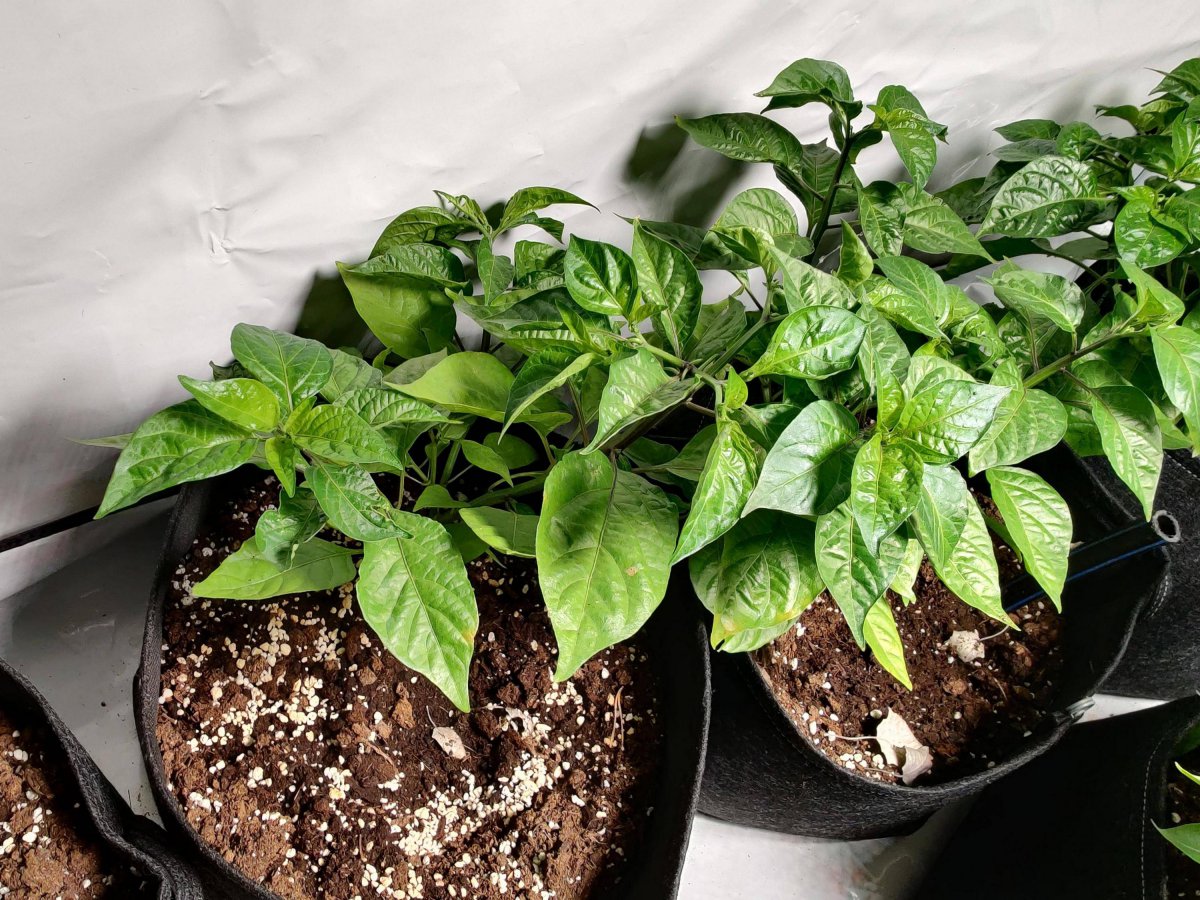 Chilis1.jpg