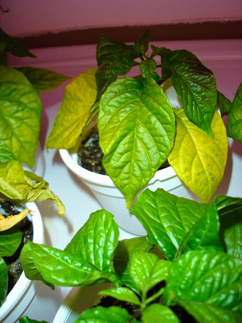 chilis_gelb 016_1.jpg