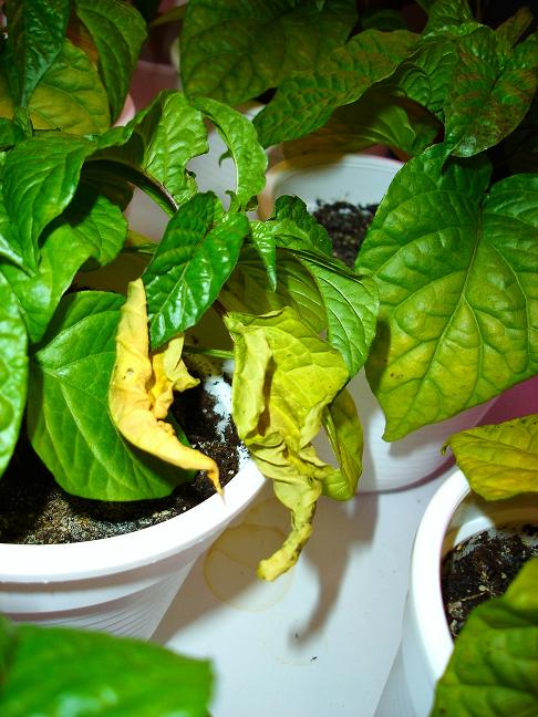 chilis_gelb 017_1.jpg