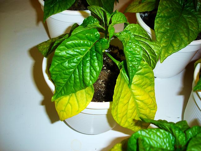 chilis_gelb 018_!.jpg