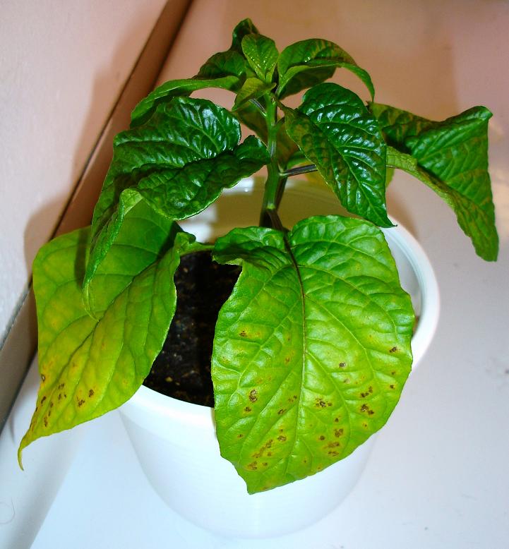 chilis_punkte 017r.jpg