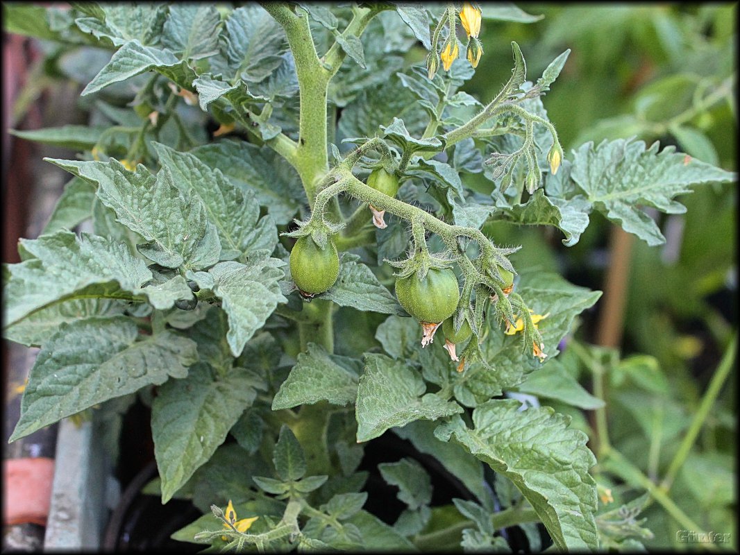 Chilitiger Tomate.JPG