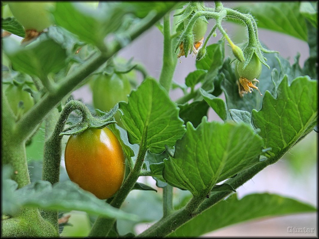 Chilitigertomate.JPG