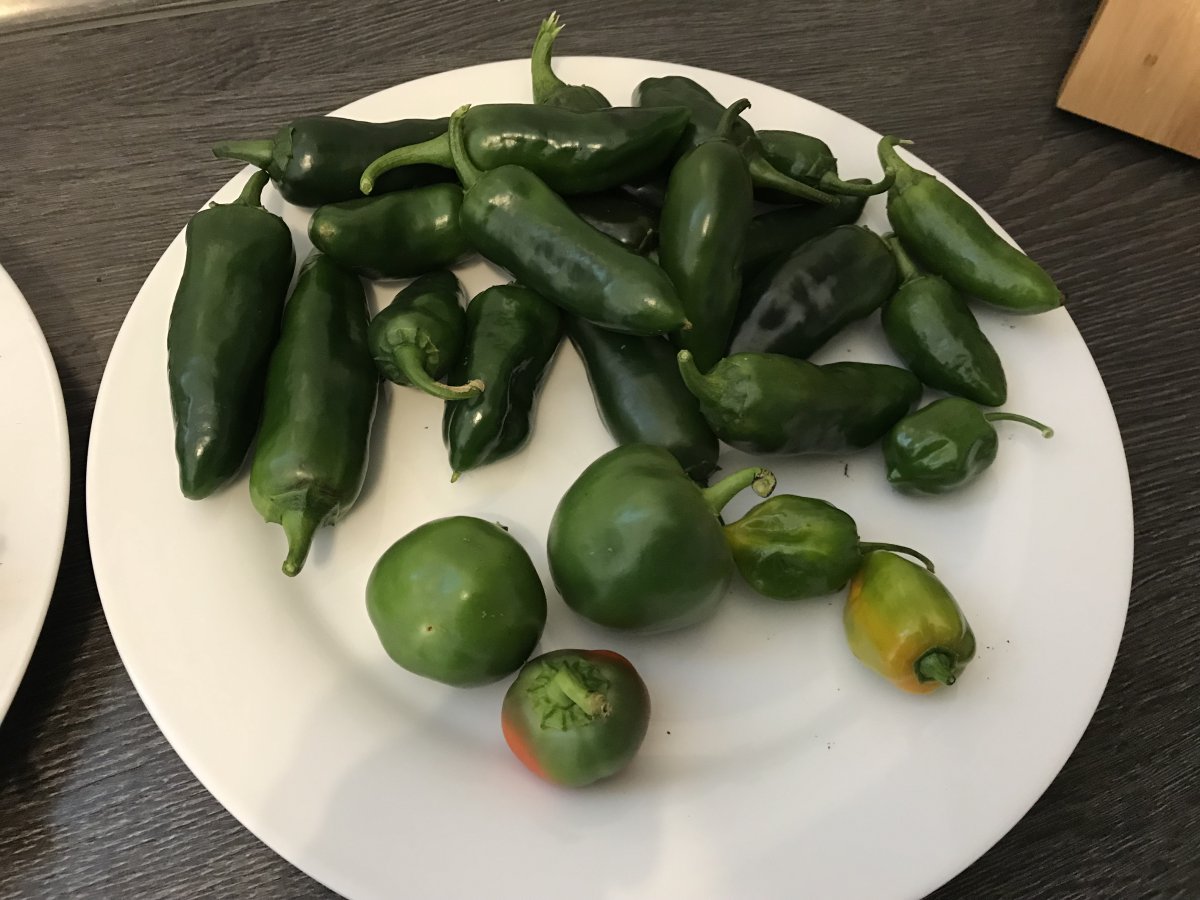 Chiliunreif2.jpg