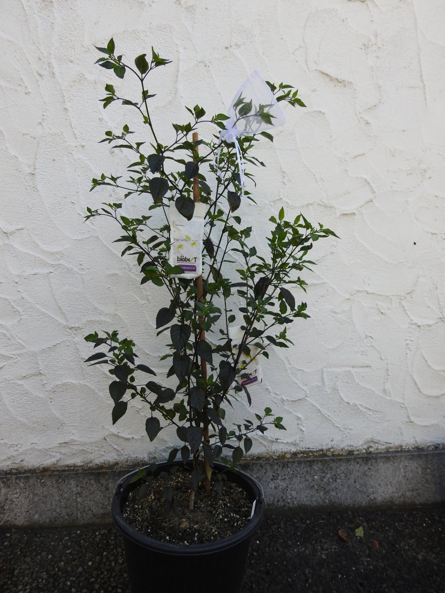 Chiltepin Rot.jpg