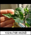 cimg6130_k_fraizug.jpg