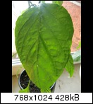 cimg6133_k_blattfleckemzxa.jpg