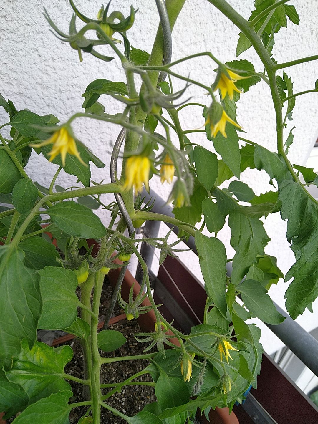 coeurdeboeuf_07062024.jpg