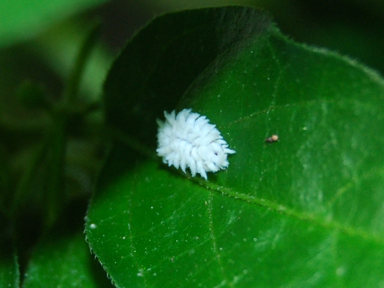 CSC_7647.JPG