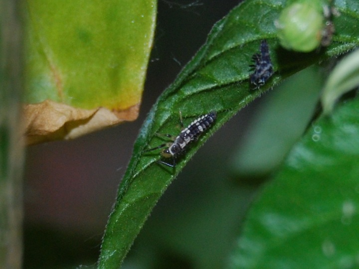 CSC_7648.JPG