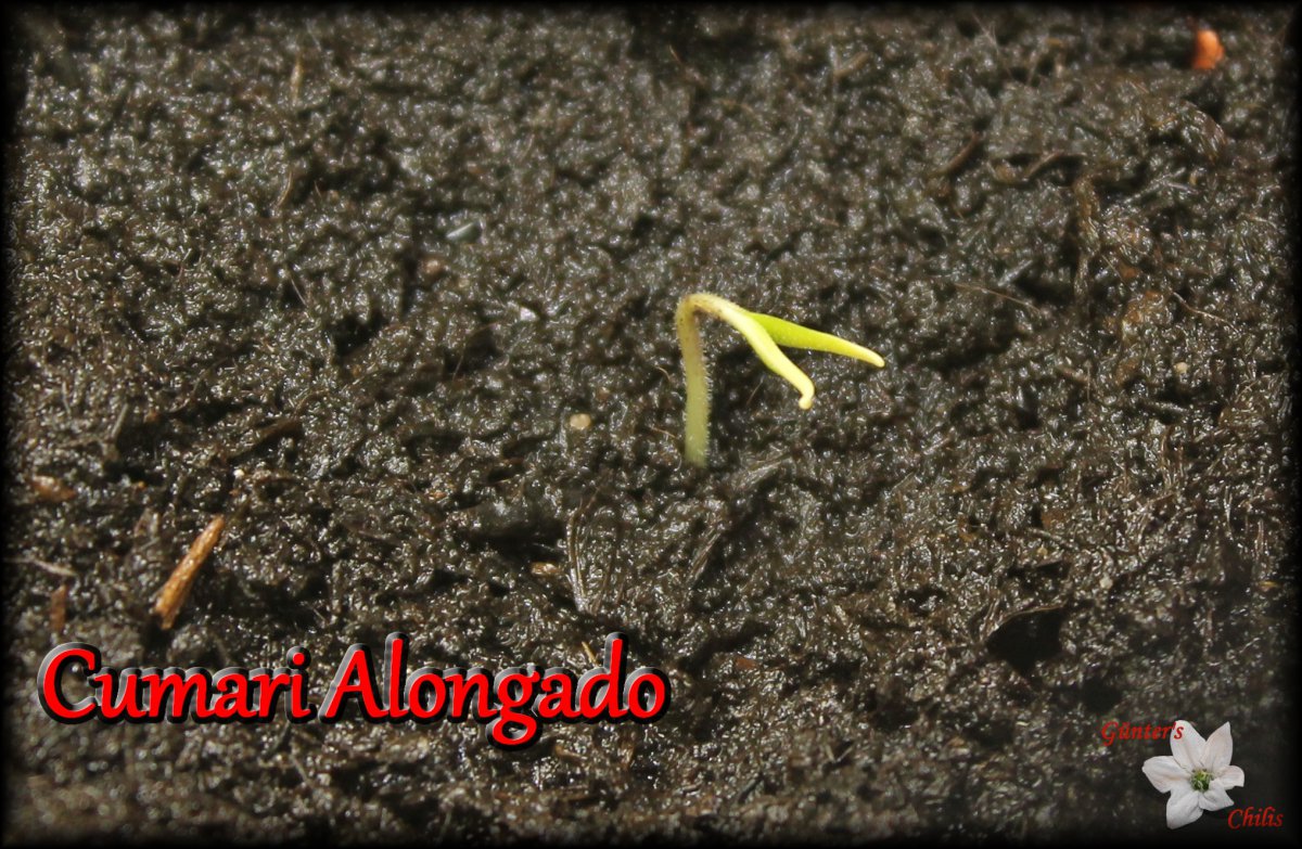 Cumari Alongado.JPG