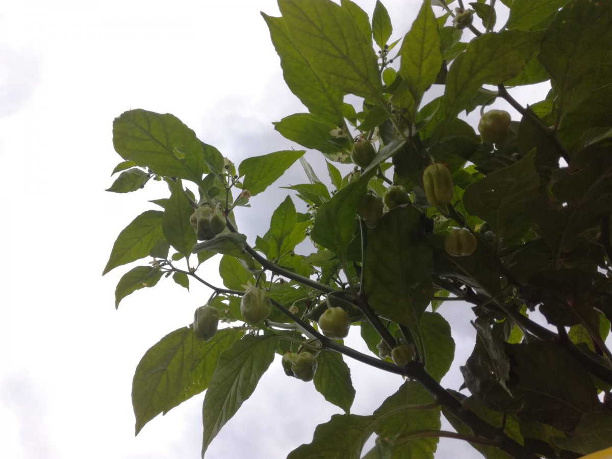 dailypic_04_09.jpg