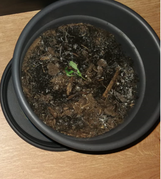 dead plant.PNG