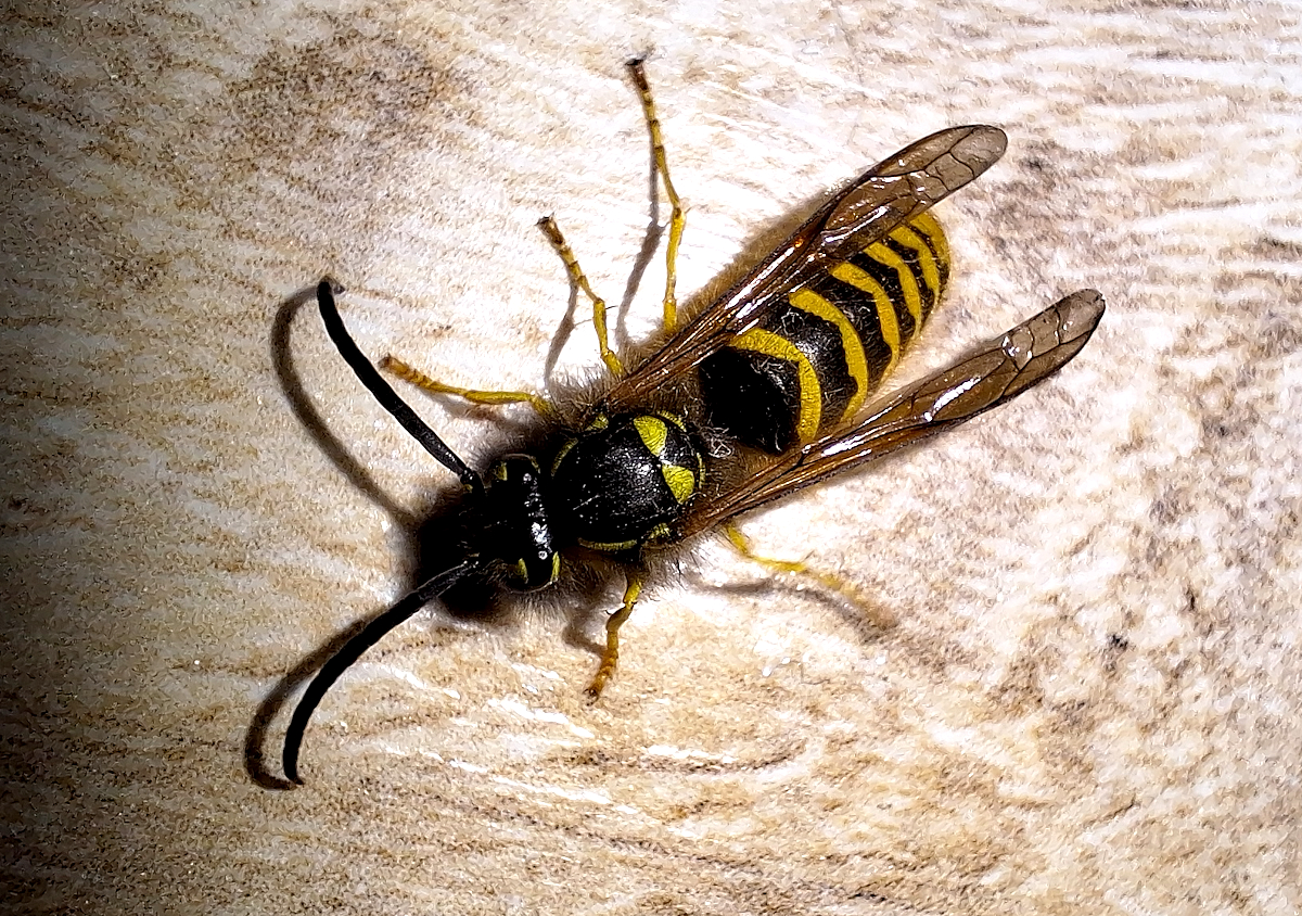 Dolichovespula_saxonica-2.jpg