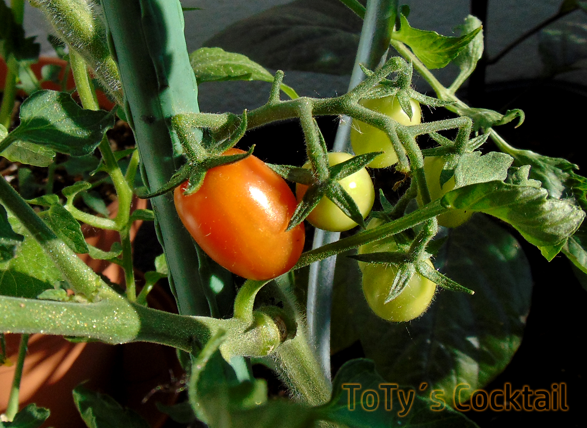 DP_TC-first_fruit.jpg