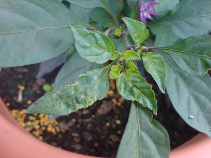 DSC00416_.JPG