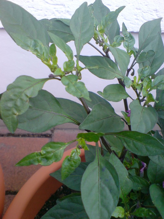 DSC00417_.JPG