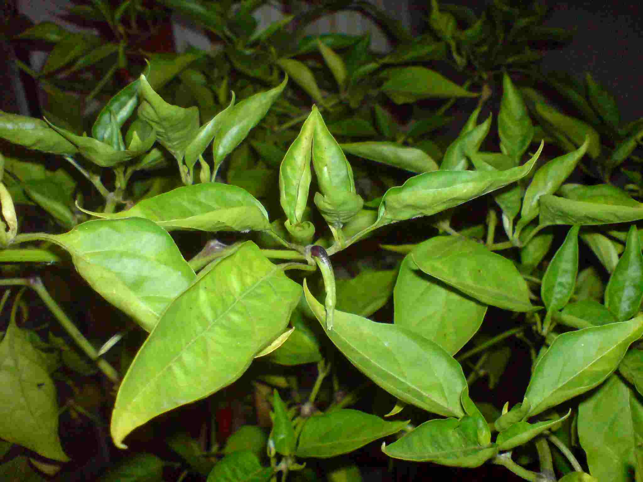 DSC01092.JPG